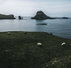 sheep grazing on a green lawn with  the the blue sea in the back and a rocky rough island and abstract rough rock formations in the background on a moody day on the Faroe Islands