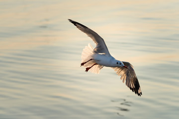 seagull in flight - 243068331