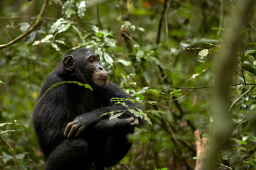Obraz premium Kibale Chimps
