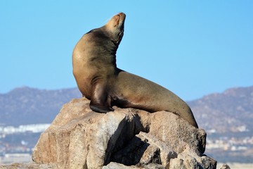 León Marino, Los Cabos, BCS, México