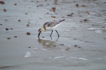 Little bird looking for crustaceans in the sand on the beach