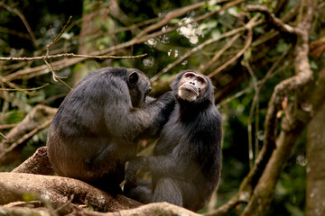Kibale Chimps