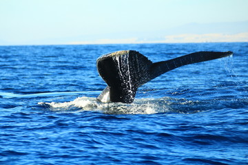 Ballenas en Los Cabos, Cabo San Lucas, BCS, México