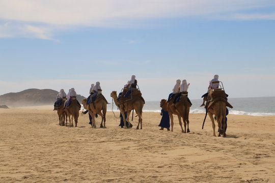 Tour de camellos en Los cabos, BCS, México