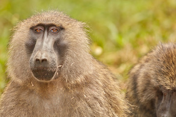 Kibale Primates