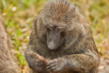 Obraz premium Kibale Primates