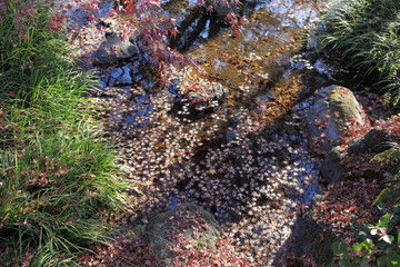 楽寿園の小浜池