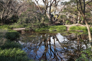 楽寿園の小浜池