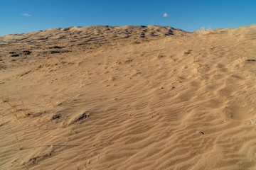 Wind blown ripples in a sand dune doted with plants, Kelso Sand Dunes, Mojave National Preserve, California