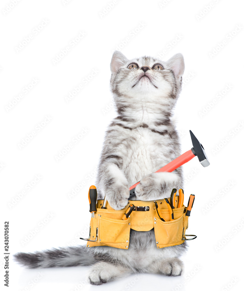 Poster Funny cat worker with toolbelt and hammer looking up.  Isolated on white background