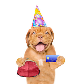Happy puppy in party hat with retro wallet and credit card. isolated on white background