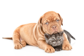 Cute bordeaux puppy hugging kitten. isolated on white background