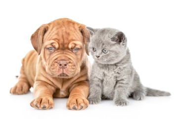 Little bordeaux puppy dog lying with tiny kitten. isolated on white background