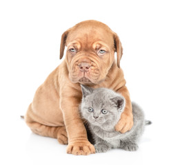 Bordeaux puppy dog embracing gray kitten. isolated on white background
