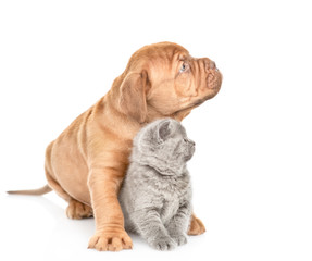 Bordeaux puppy and gray kitten looking away together. isolated on white background