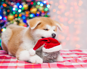 Fototapeta na wymiar Akita inu puppy hugging tiny kitten in red santa hat with Christmas tree on a background