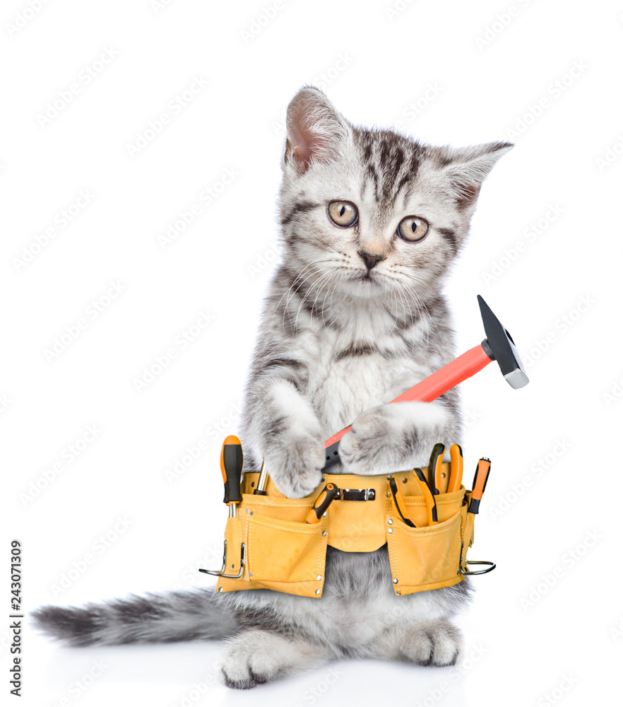 Poster funny cat worker with toolbelt and hammer. isolated on white background