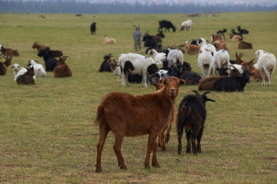 Mongolia Goat Herd.