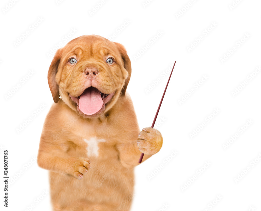 Poster happy puppy holding a pointing stick. isolated on white background