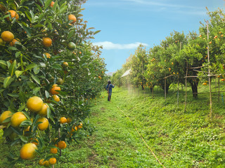 Farmers watering the orange fields