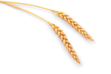 ears of wheat isolated on white background. Top view