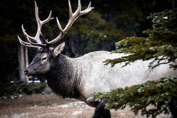 elk in the forest in winter and in the mountains 