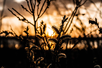 silhouette of tree in sunset