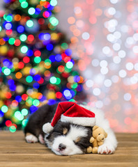 Fototapeta na wymiar Australian shepherd puppy in red santa hat sleeping with toy bear with Christmas tree on background. Empty space for text