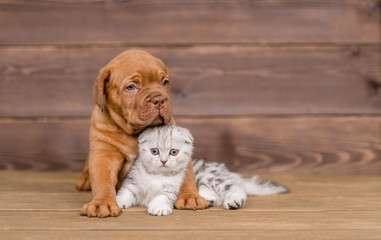 Puppy hugging kitten on wooden background. Empty space for text