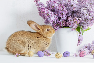 Easter rabbit with lilac in vase on white background