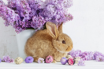 Easter rabbit with lilac in vase on white background