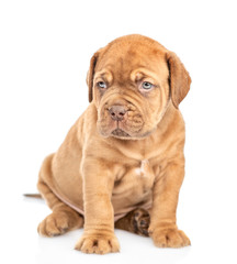Portrait of a Bordeaux puppy. isolated on white background