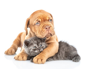 Bordeaux puppy embracing funny kitten. isolated on white background