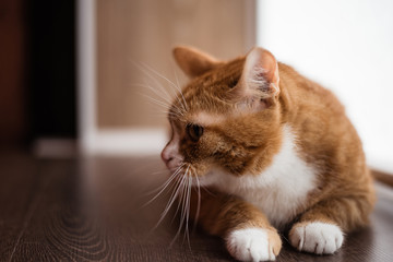 Portrait of a domestic cat in retro style.