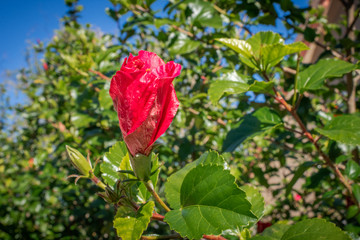 Red flower bud starting to bloom