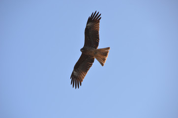 Black kite flies to the sky
