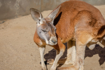 Red australian kangaroo looking away from the sun