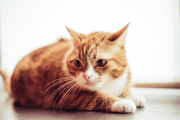 Naklejka premium Portrait of a domestic cat in retro style.