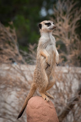 Fototapeta premium Curious meerkat or suricate, African animals in outdoor safari wildlife environment