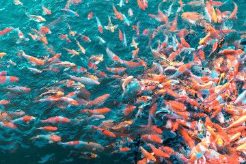 Obraz na płótnie Canvas Colorful Japanese Koi Carp fishes moving in a lovely pond of a g