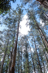 Fototapeta premium Landscape