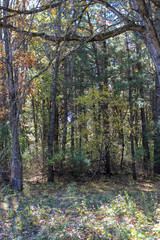 forest in autumn