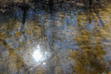 autumn leaves on water