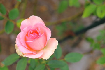 ピンク色の薔薇の花	
