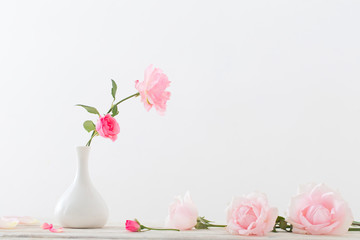 pink roses on white background