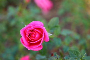 ピンク色の薔薇の花