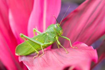 Giant Katydid Insect on Pink Leaf in Belize Jungle / Angled View
