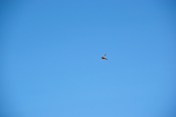 Australian Hobby Falcon flying in the sky