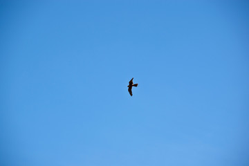 Australian Hobby Falcon flying in the sky
