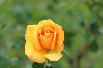 黄色の薔薇の花